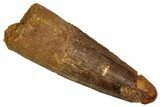 Fossil Spinosaurus Tooth - Real Dinosaur Tooth #353081-1